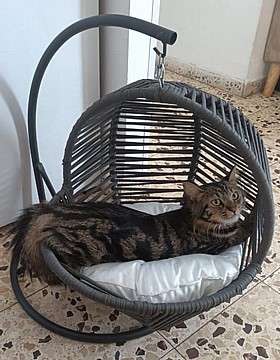 ערסל לכלבים וחתולים